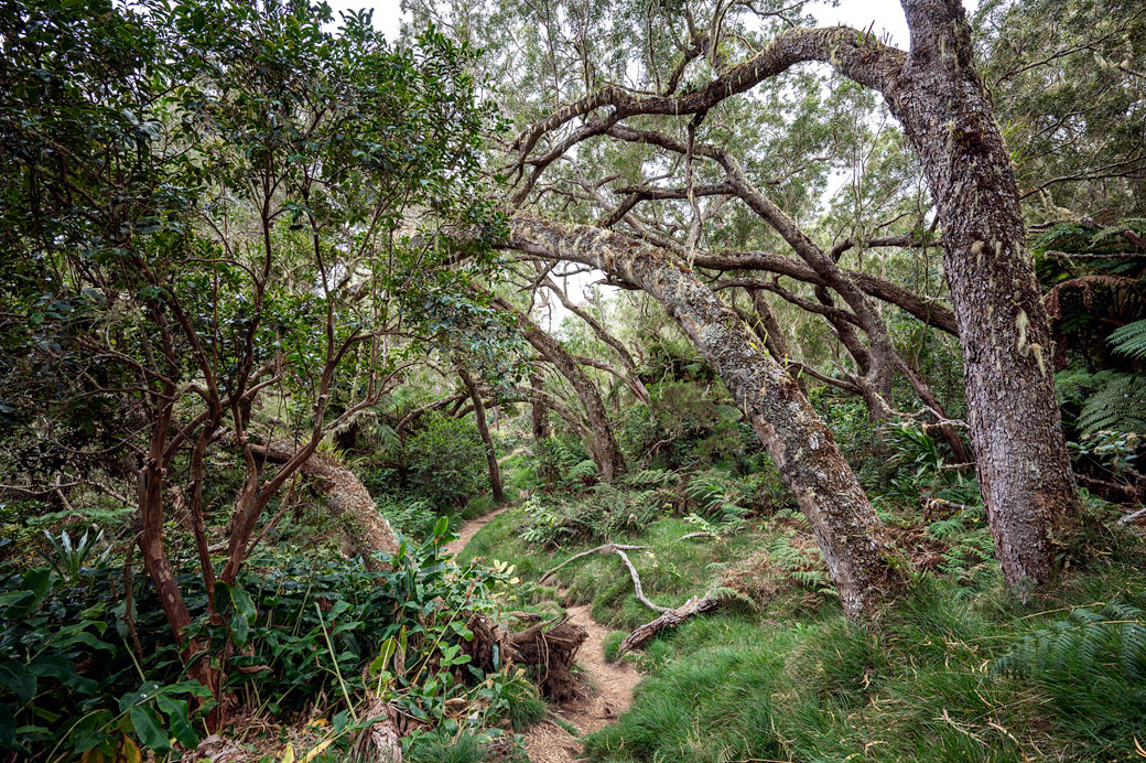 La forêt des arbres dansants sur le GR R2 La forêt des arbres dansants sur le GR R2, La Réunion