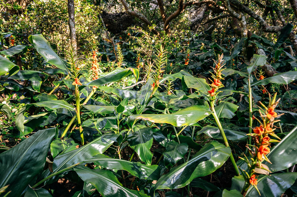 Exubérance de la forêt réunionnaise sur le GR R2