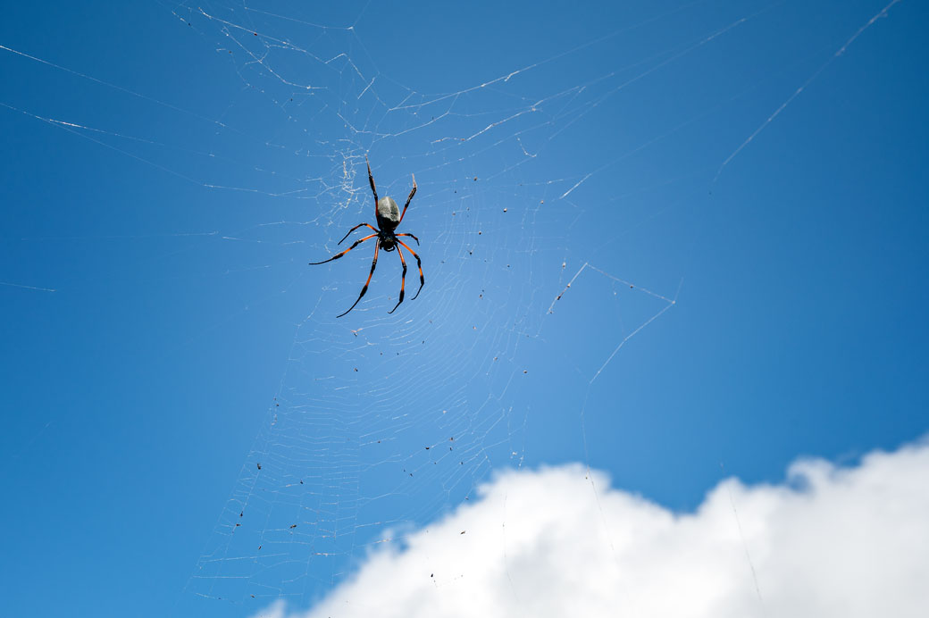 Néphile sur sa toile sur fond de ciel bleu, La Réunion