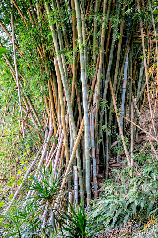 Plantes de bambou dans la descente entre Dos d'Âne et Deux Bras, La Réunion