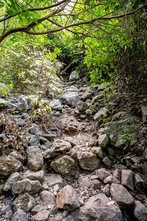 Pierres et végétation sur le GR R2, La Réunion