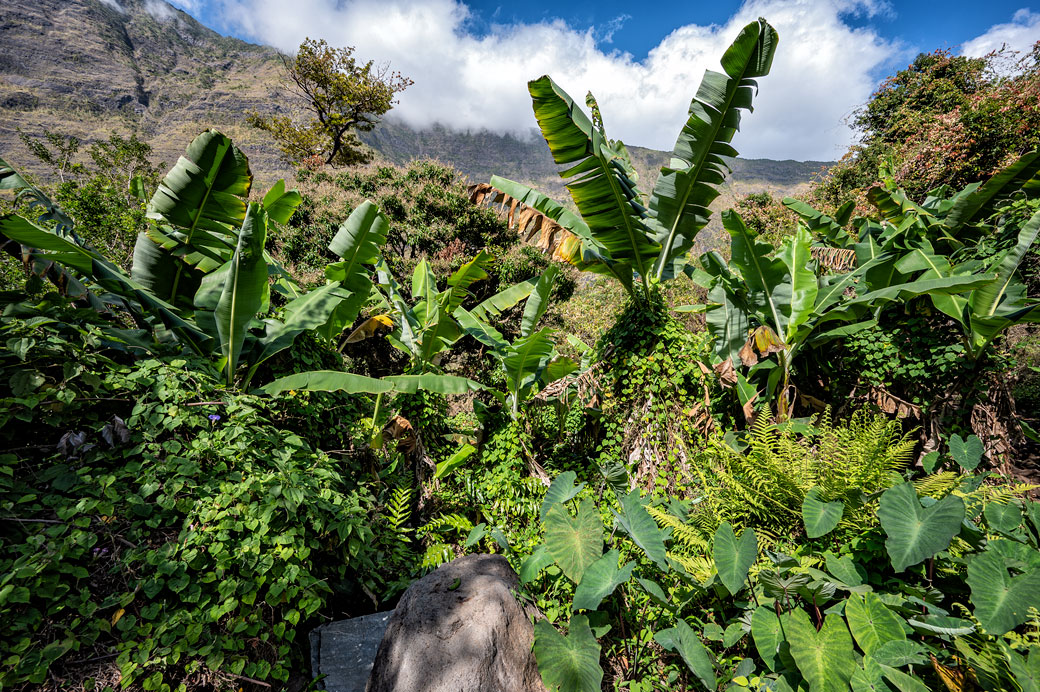 Plantes tropicales et bananiers dans le cirque de Mafate, La Réunion