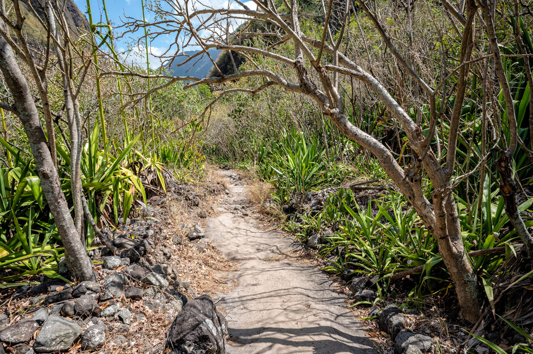 Sentier et plantes dans le cirque de Mafate, La Réunion