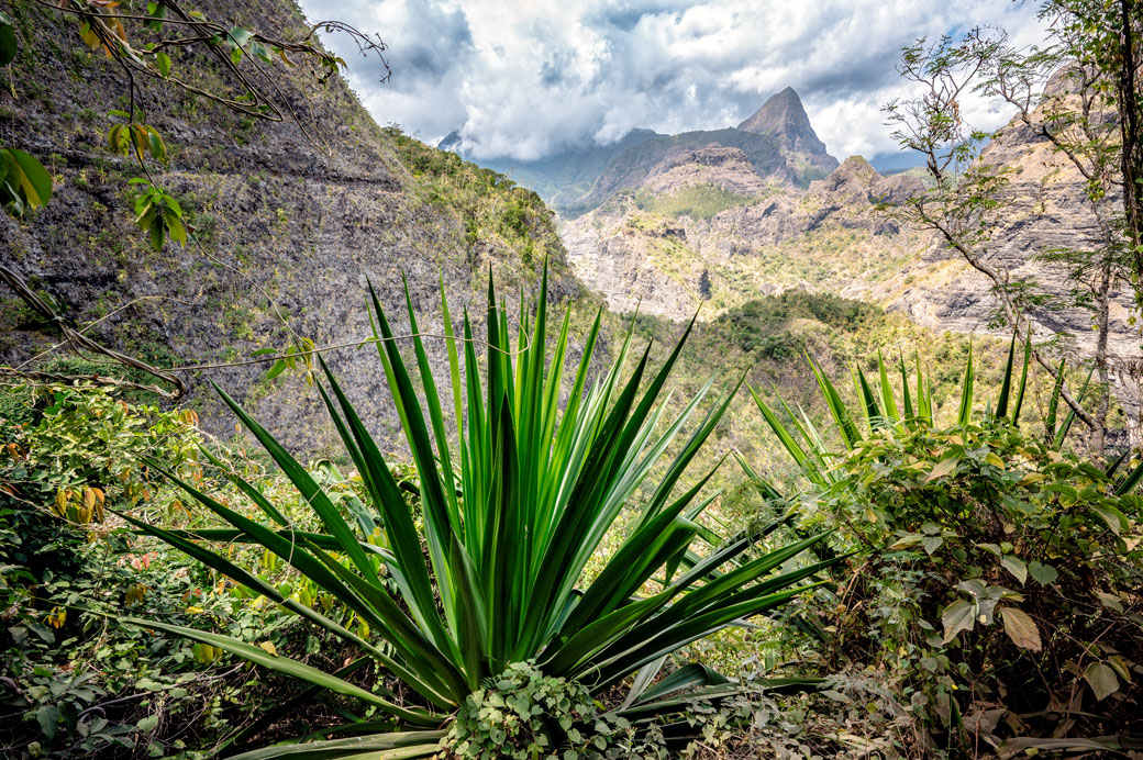 Plante tropicale au coeur du cirque de Mafate, La Réunion