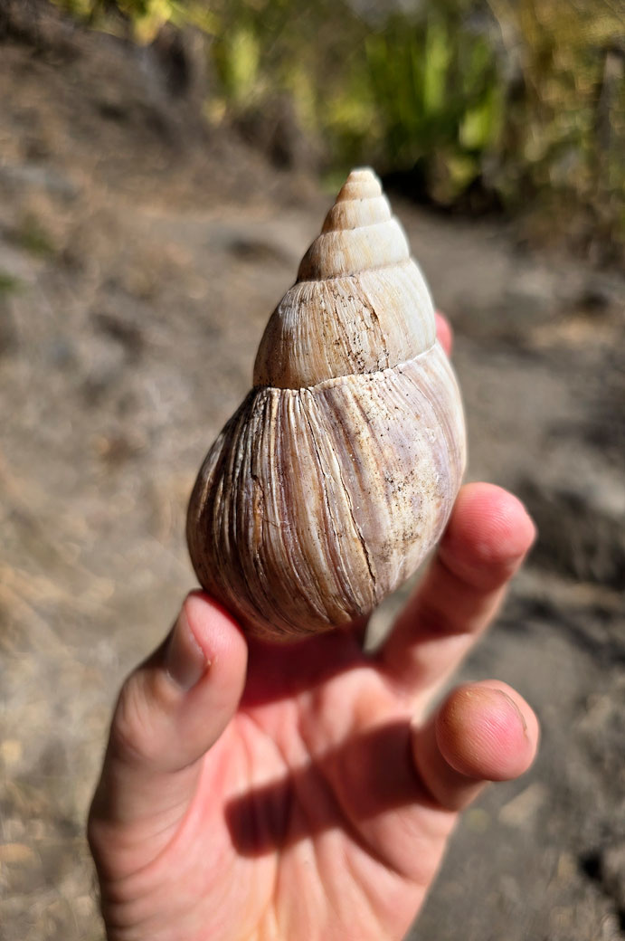 Coquille d'un escargot géant africain