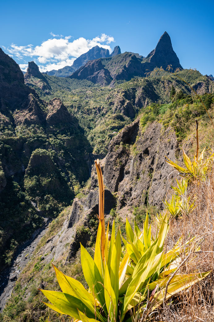 Plantes et piton des Calumets dans le cirque de Mafate