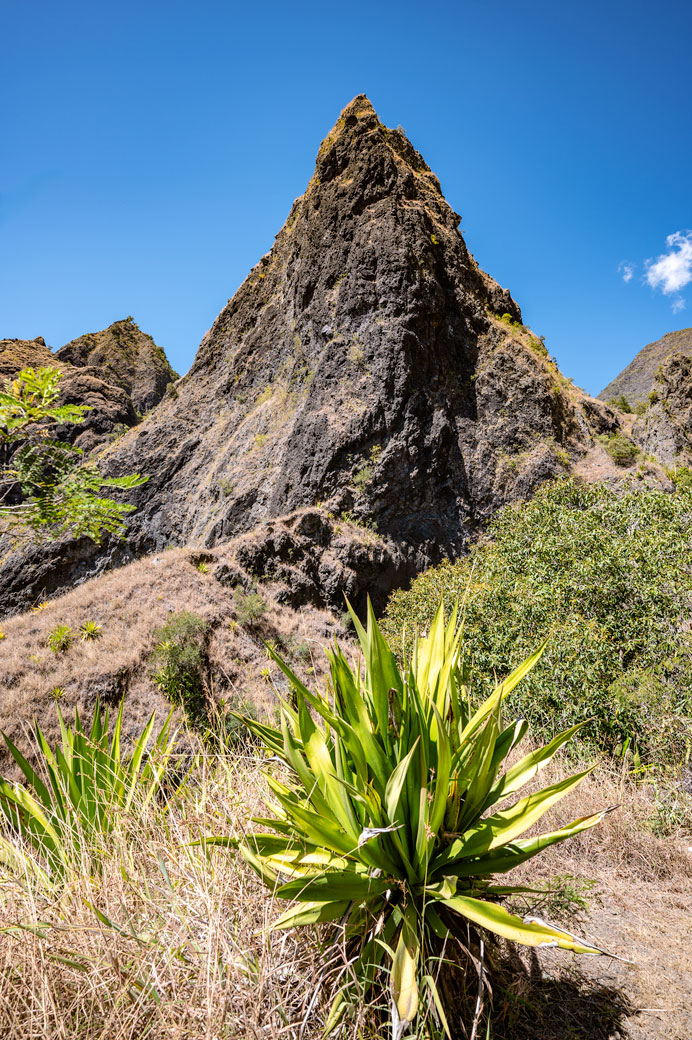 Plante et piton dans la ravine des Orangers