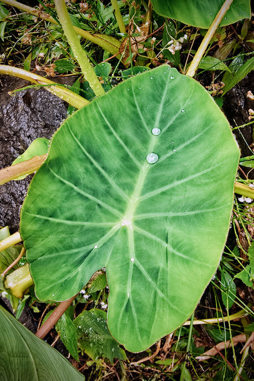 Feuille de Songe (Colocasia Esculenta) sous la pluie