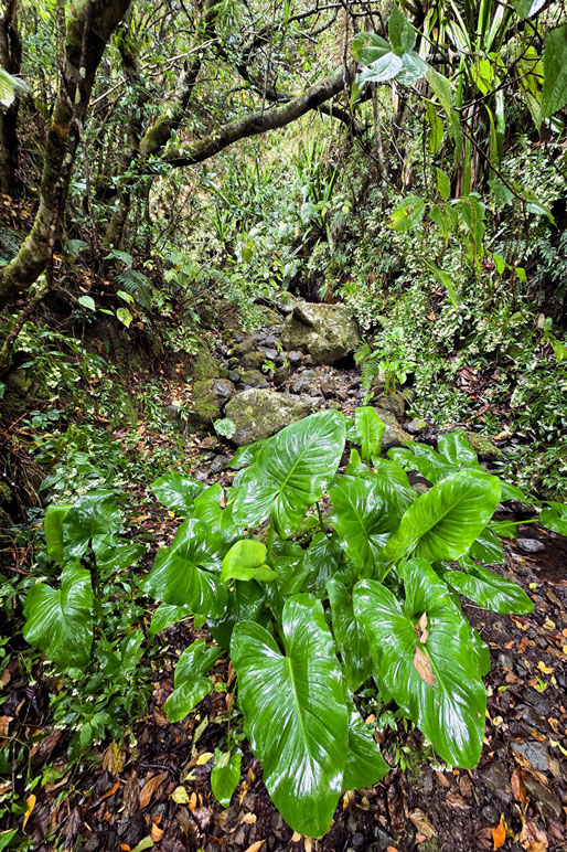 Forêt tropical et Songe (Alocasia) sous la pluie