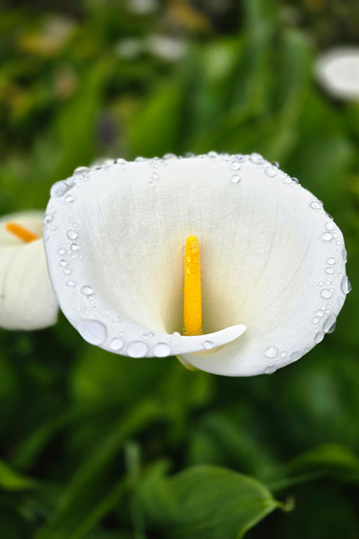 Fleur de Calla ou Arum sous la pluie