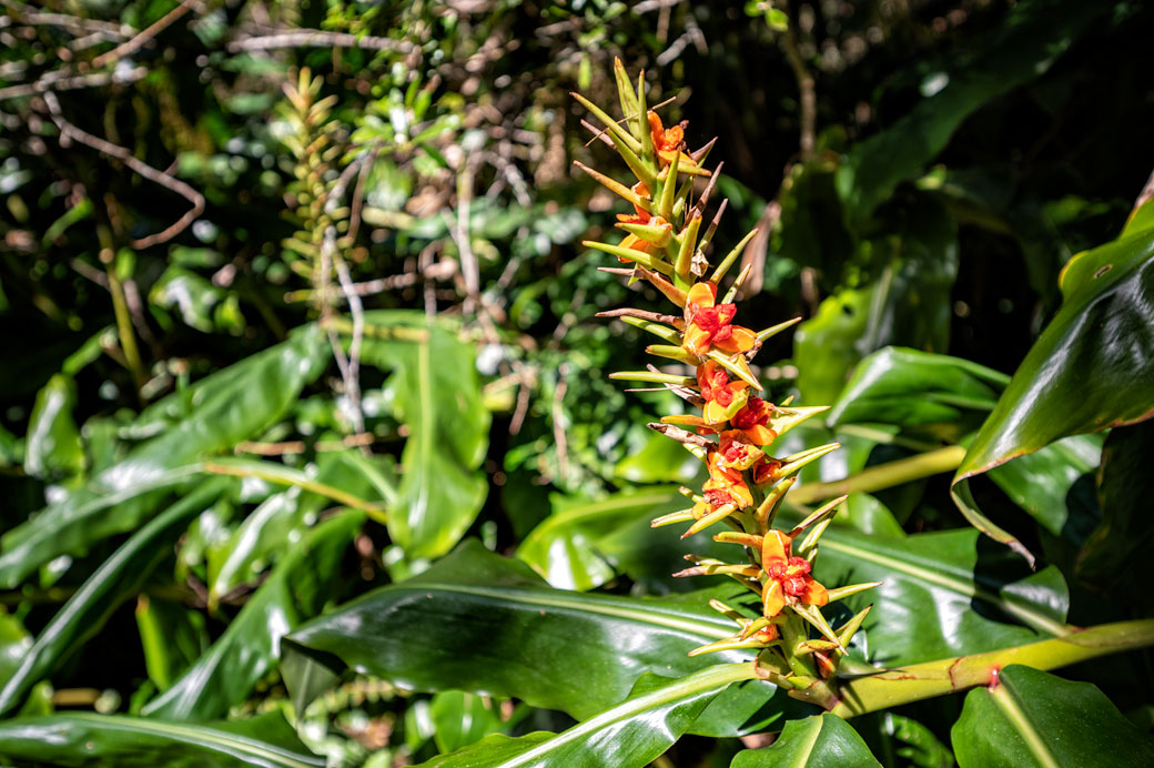 Longoses (Hedychium gardnerianum) dans le cirque de Cilaos