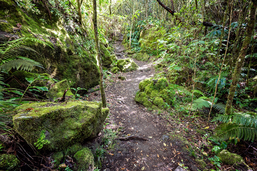 Sentier du GR R2 dans une forêt du cirque de Cilaos Sentier du GR R2 dans une forêt du cirque de Cilaos