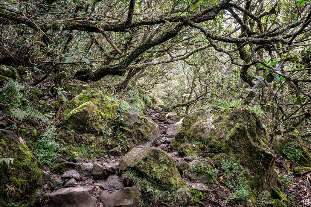 Sentier du GR R2 dans la forêt lors de la montée du Bloc Sentier du GR R2 dans la forêt lors de la montée du Bloc