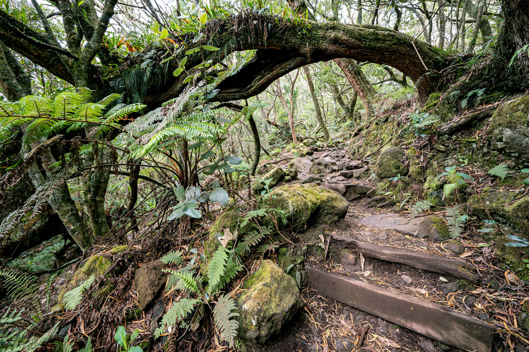 Passage du GR R2 sous un arbre tordu dans la montée du Bloc Passage du GR R2 sous un arbre tordu dans la montée du Bloc