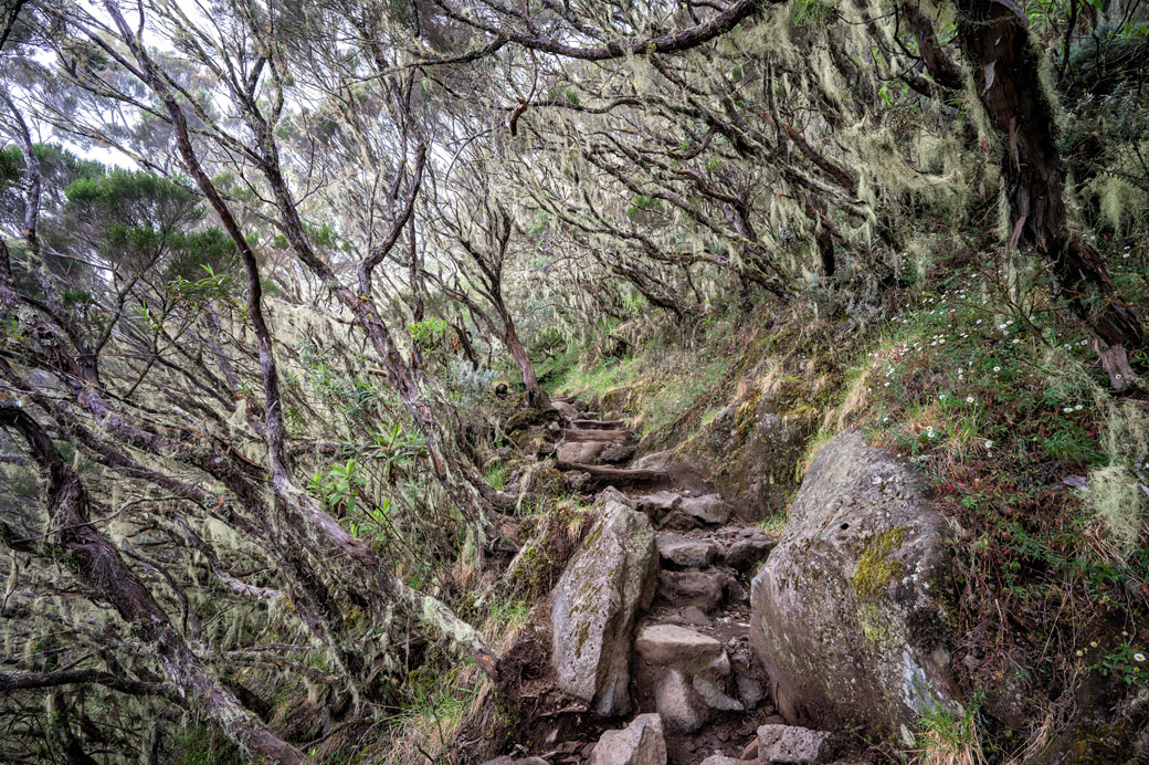 Sentier du GR R2 et forêt d'altitude dans le cirque de Cilaos