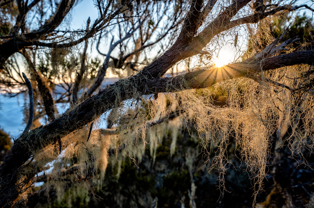 Lichens usnées et soleil couchant au sommet du Bloc
