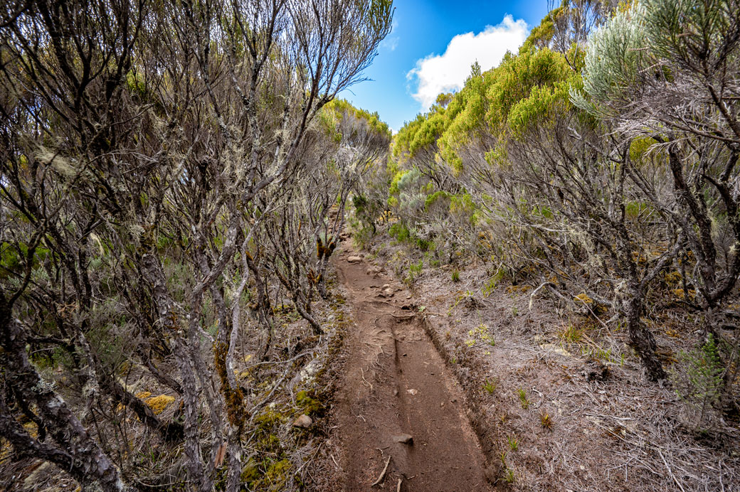 Lande à branles Lande à branles et sentier du GR R2 à La Réunion
