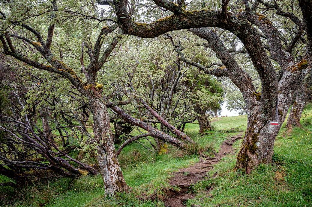 Sentier du GR R2 et Tamarins des Hauts Sentier du GR R2 et Tamarins des Hauts lors de la 10e étape
