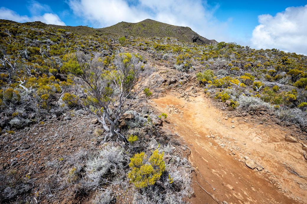 Terre volcanique et végétation des Hauts Terre volcanique et végétation des Hauts