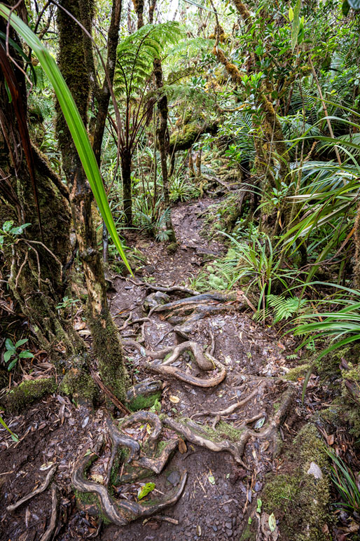Sentier du GR R2 et racines dans une forêt tropical