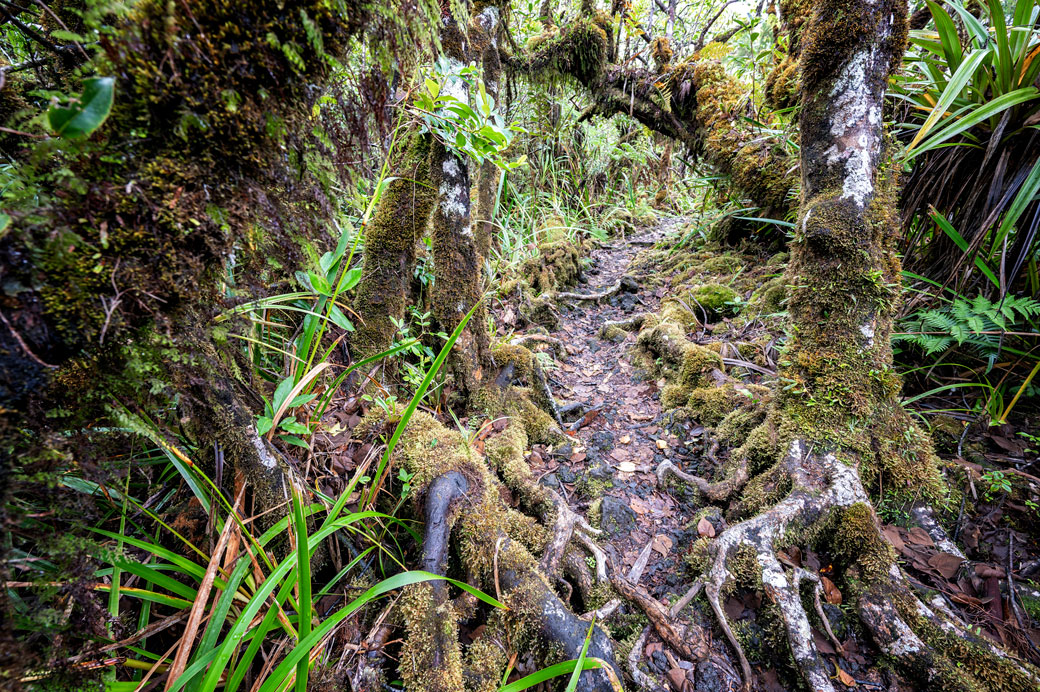 Sentier du GR R2 dans une forêt tropical humide
