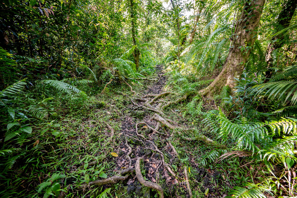 Racines dans la forêt tropical de Basse Vallée