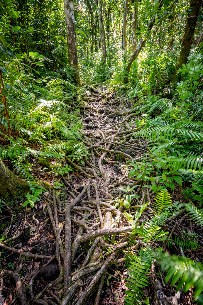 Tapis de racines dans la forêt tropical