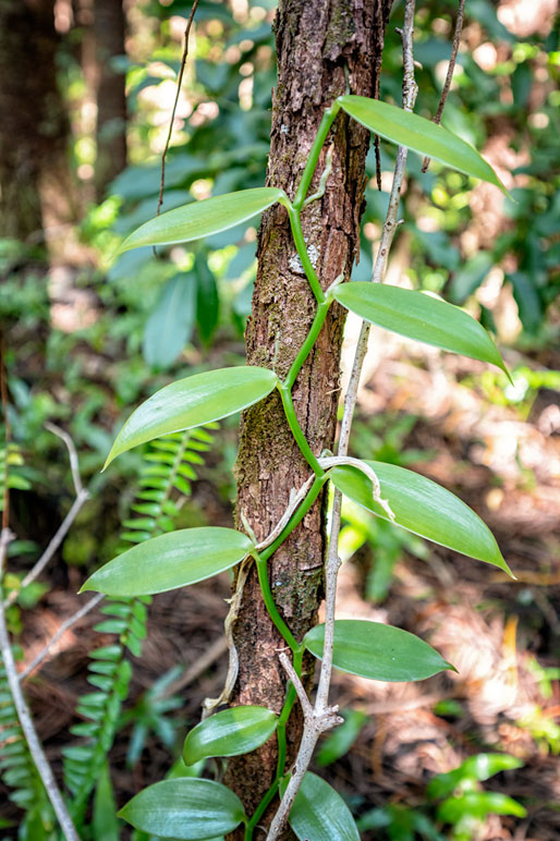 Plante de vanille près de Saint-Philippe