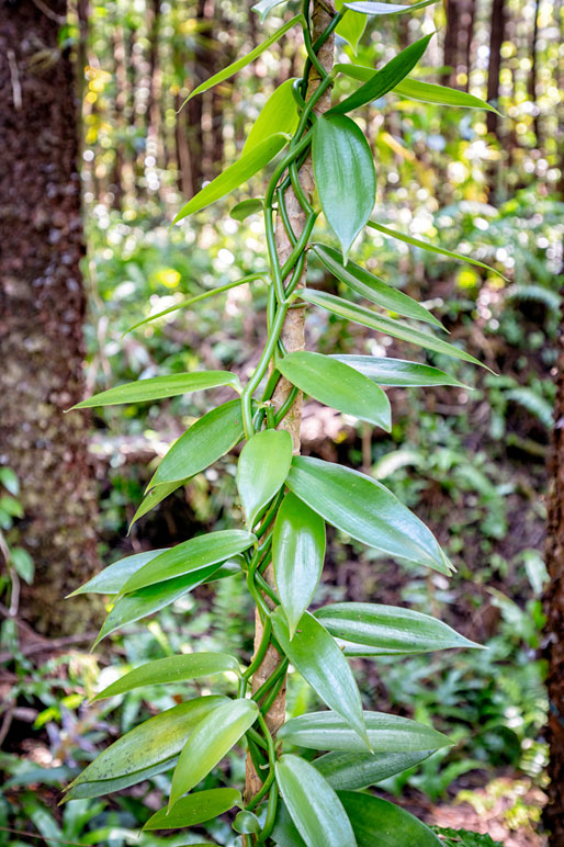 Vanillier dans la forêt près de Saint-Philippe