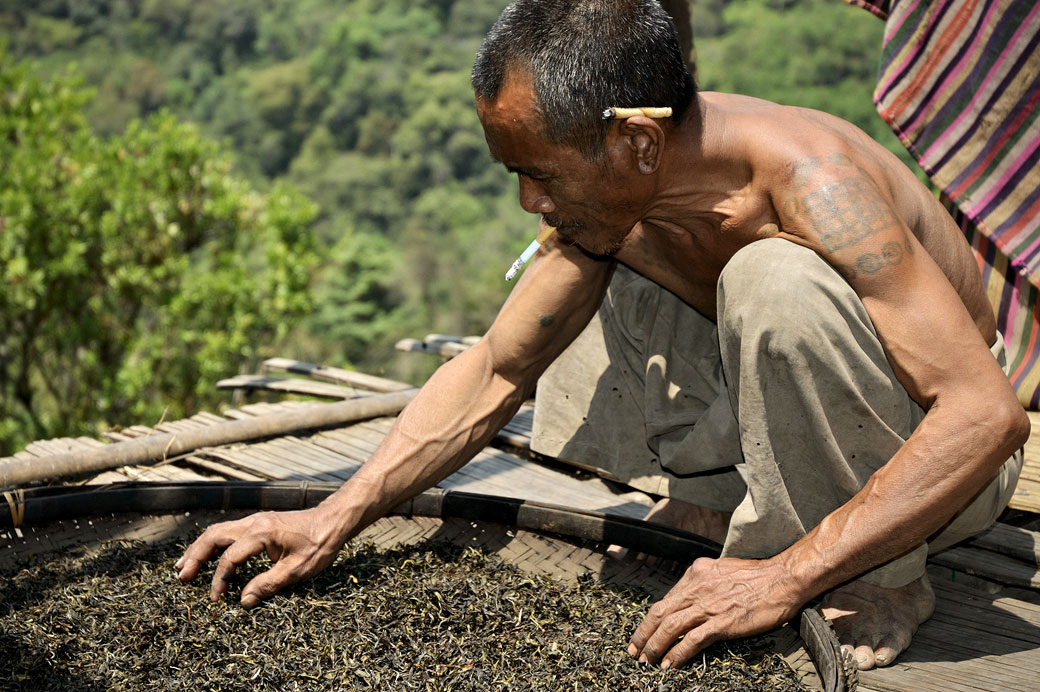 Homme qui sèche le thé dans le village de Wun Nyat, Birmanie