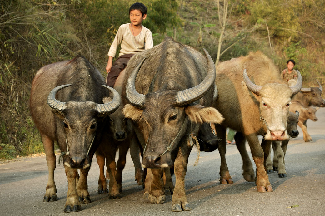 Jeune garçon sur un buffle près de Kengtung, Birmanie