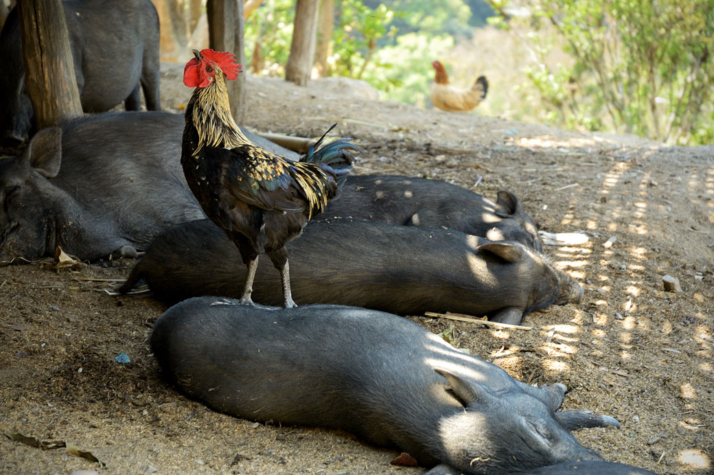 Coq et cochons dans le village Loi de Wun Nyat, Birmanie