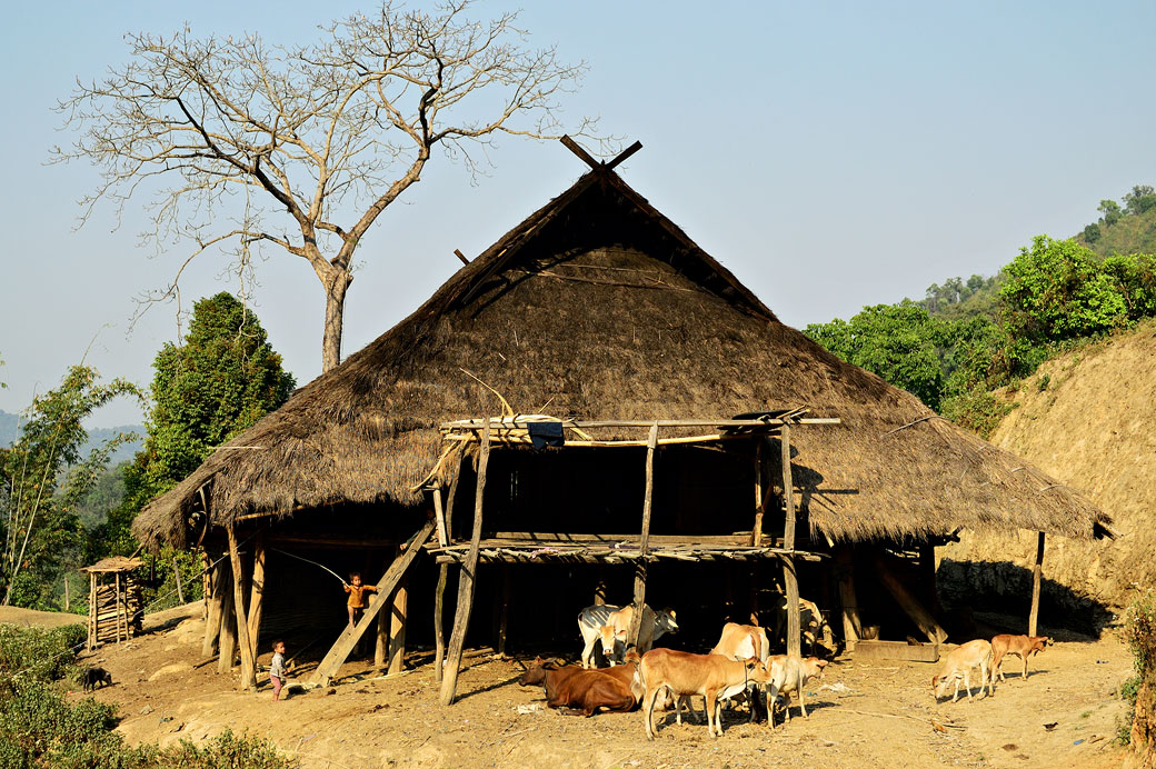 Bétail et maison de la tribu Loi au village de Wun Nyat