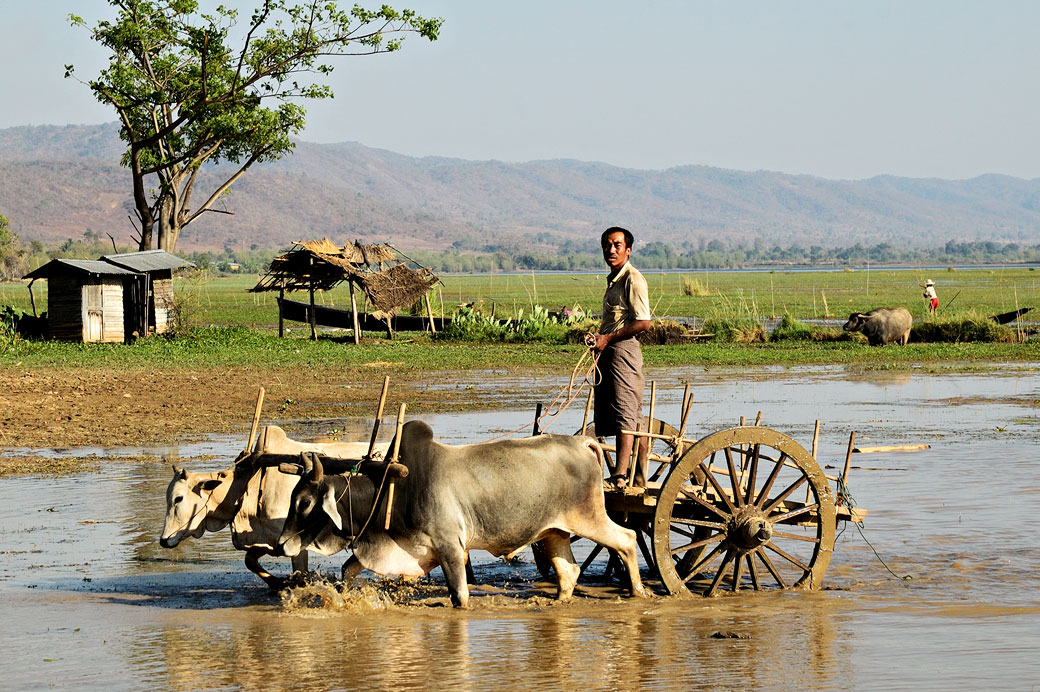 Homme sur un char à boeufs à Sagar, Birmanie