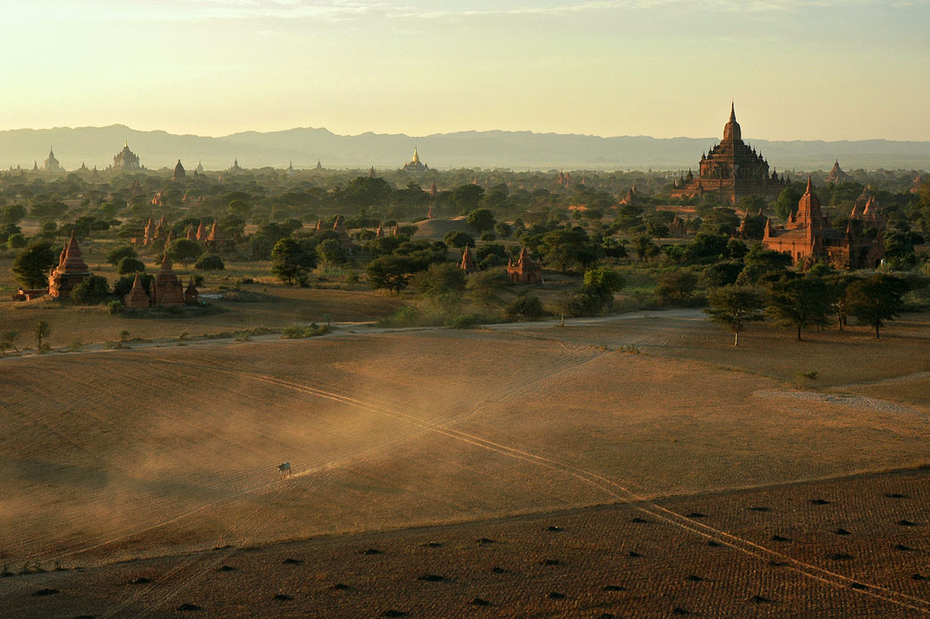 Vache isolée sur la plaine de Bagan, Birmanie