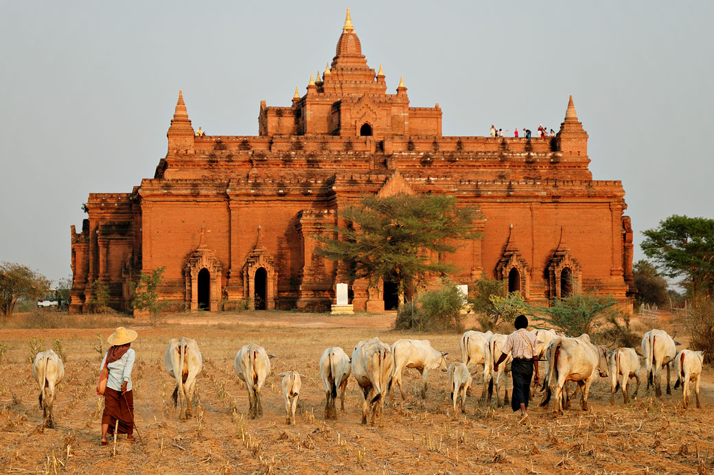 Troupeau de vaches devant le temple Pya Tha Da à Bagan, Birmanie