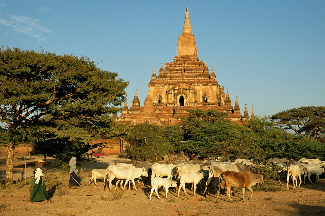 Troupeau de vaches devant le temple de Sulamani à Bagan, Birmanie