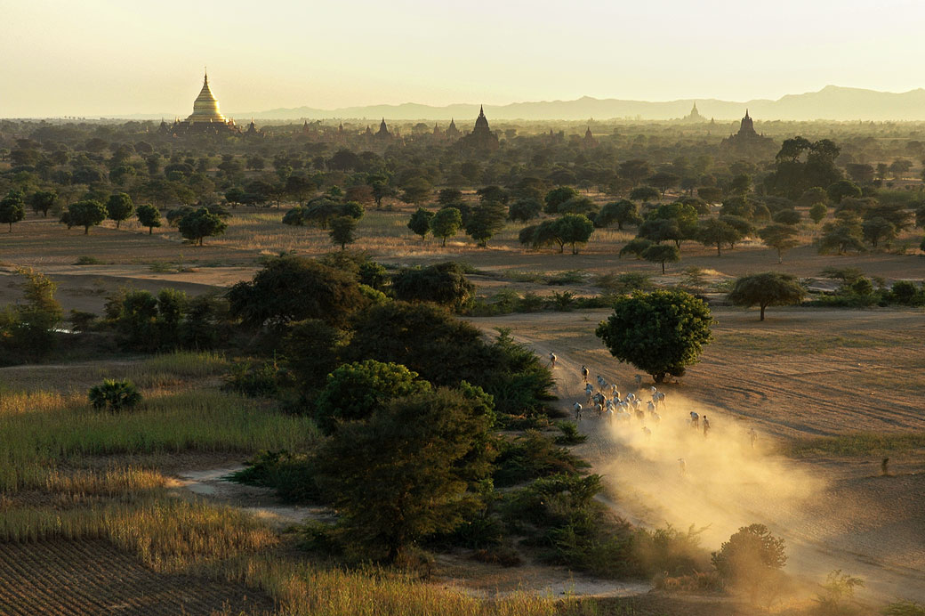 Troupeau de vaches au milieu des temples de Bagan, Birmanie