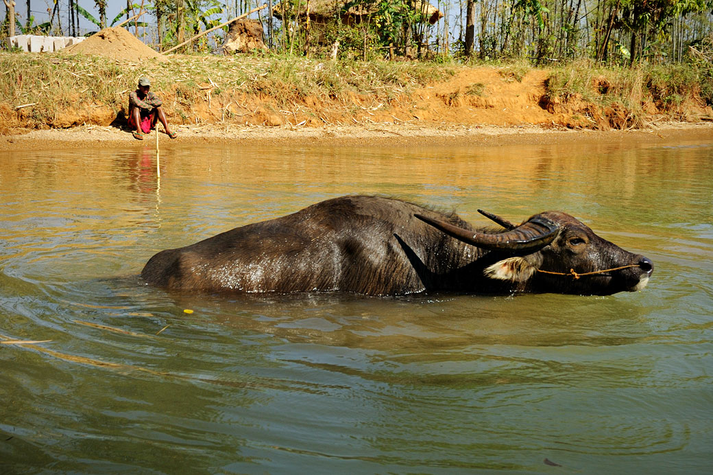 Buffle dans l'eau et son gardien au lac Inle, Birmanie