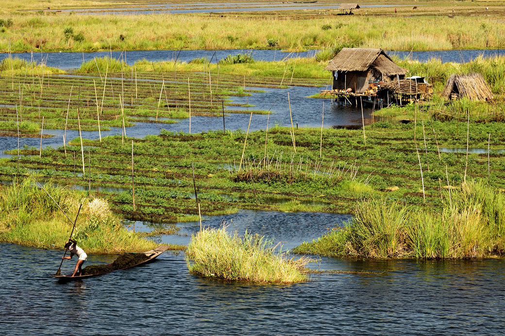 Jardins flottants sur le lac Inle, Birmanie