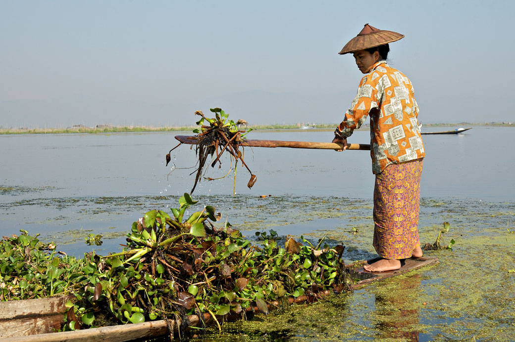 Femme qui travaille en ramassant des jacinthes d'eau sur le lac Inle