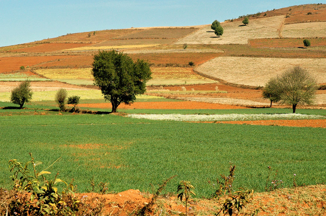 Champs colorés dans l'état Shan, Birmanie