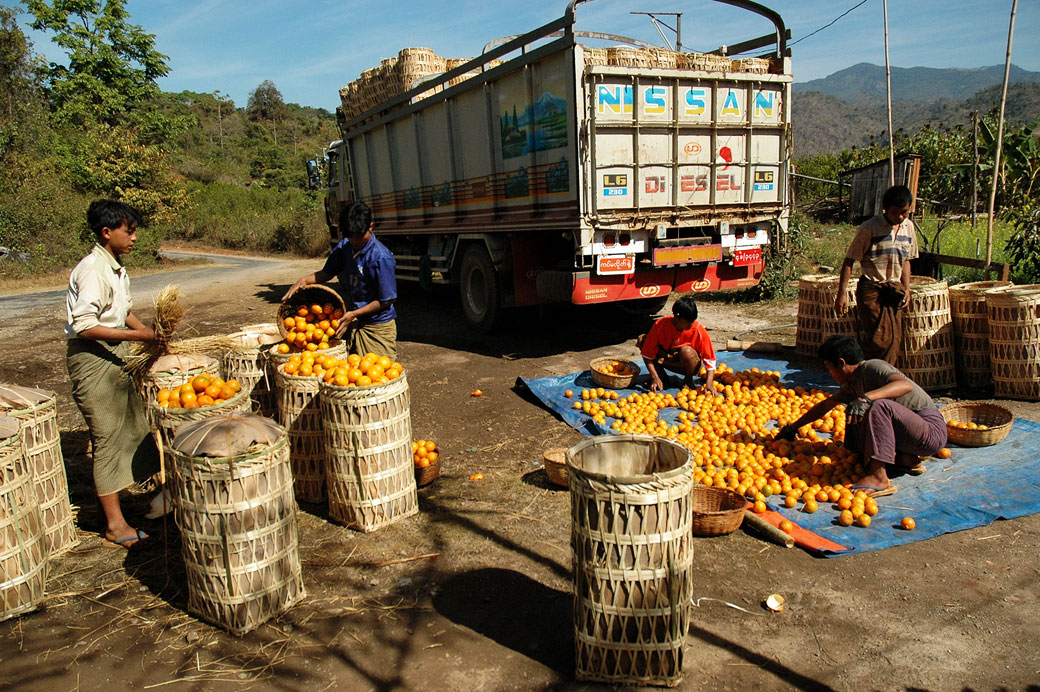 Récolte des mandarines dans l'état Shan, Birmanie