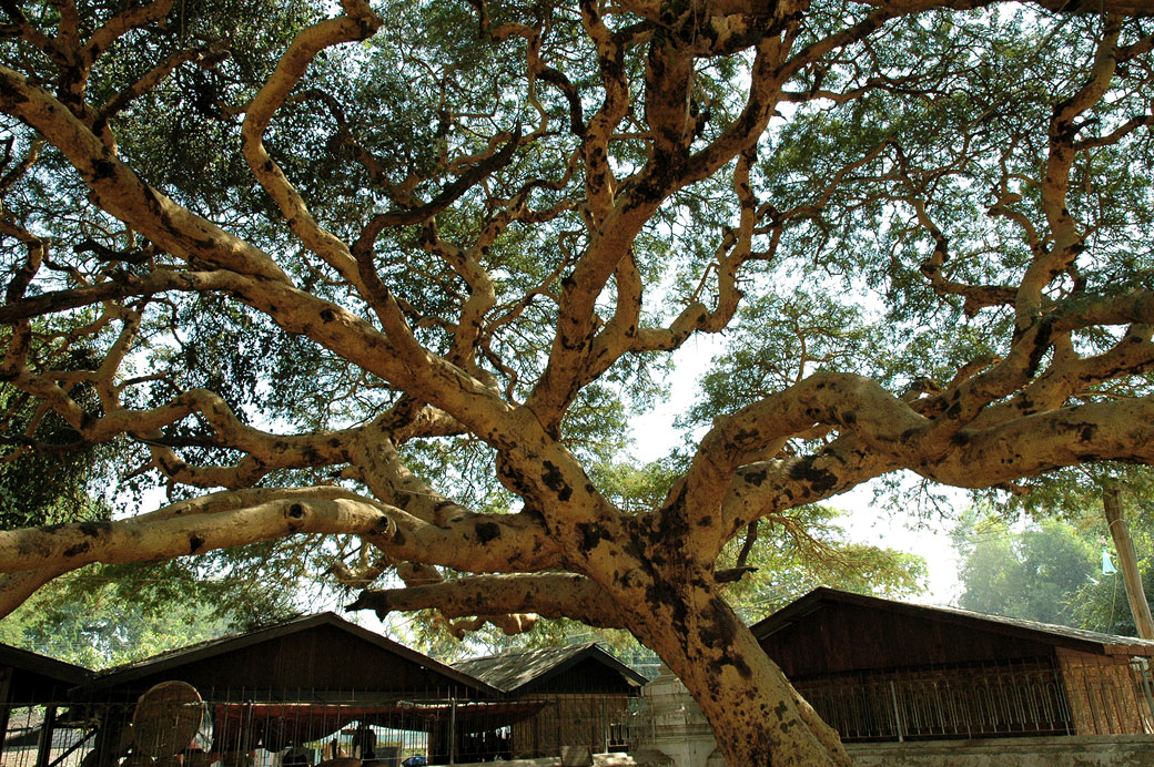 Arbre dansant à Mingun, Birmanie