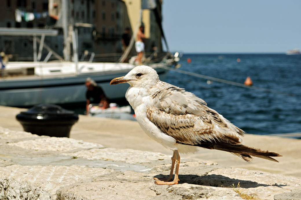 Une mouette à Rovinj en Istrie, Croatie