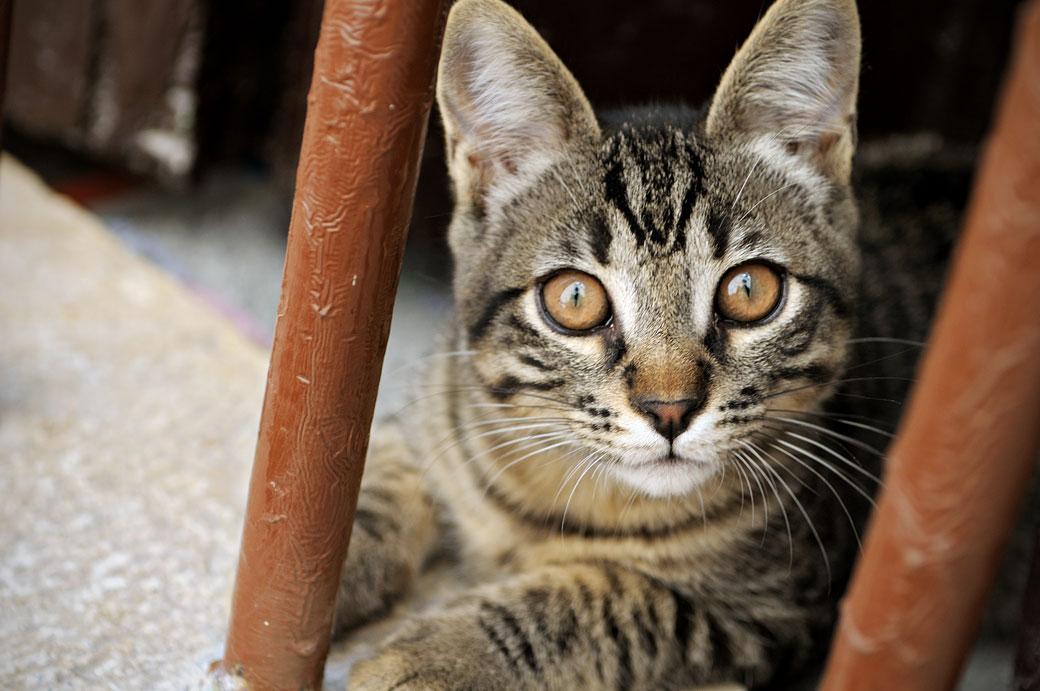 Un chat sur le bord d'une fenêtre à Rovinj en Istrie, Croatie