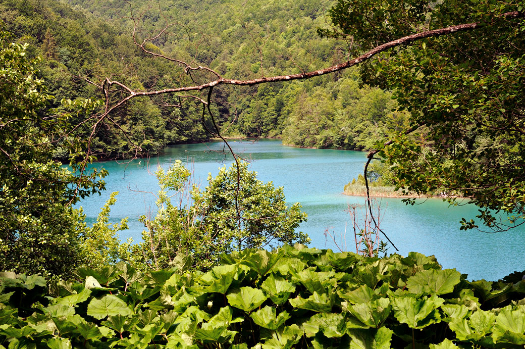 Lac entouré par la forêt, Croatie