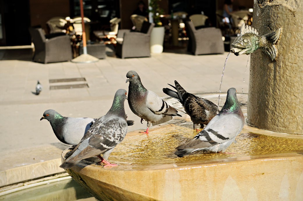 Pigeons dans une fontaine de Rovinj, Croatie