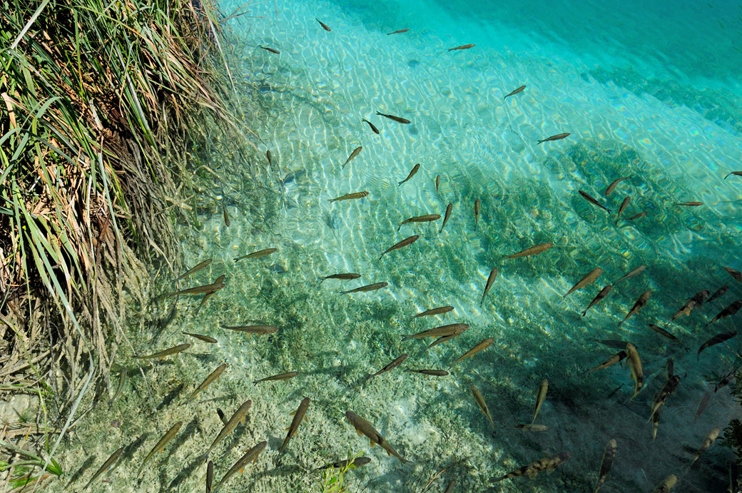 Poissons dans l'eau cristalline des lacs de Plitvice, Croatie