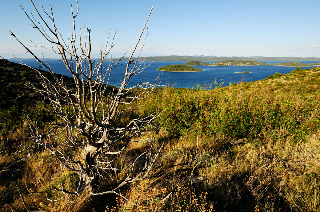 Arbre sans feuille sur Dugi Otok, Croatie